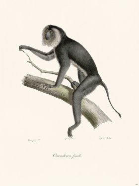 Cuvier 388 Female Ouanderou