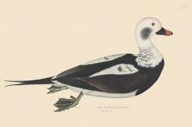 Rudbeck CFA 254 Long tail Duck F