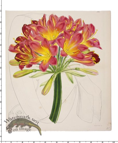 Curtis Botanical 004