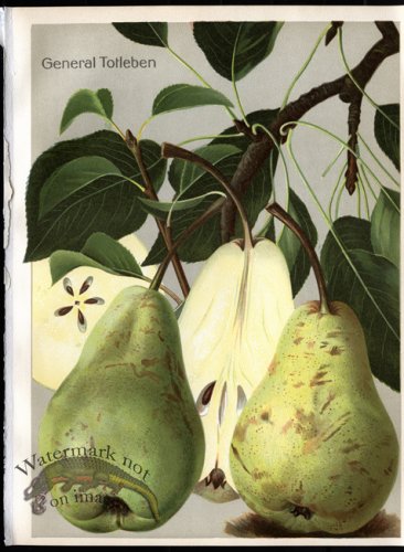 (image for) Fruit 29