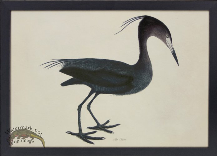 (image for) Tribute BFs 13