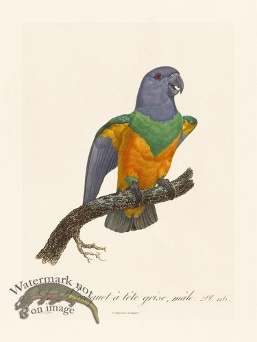 (image for) Barraband Parrot 116
