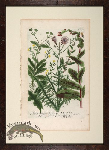 (image for) Weinmann Floated Burl 726 01