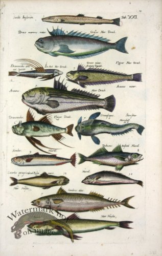 (image for) 1660_Sea_life_04