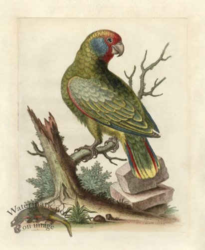 (image for) Edwards Parrot 04.jpg