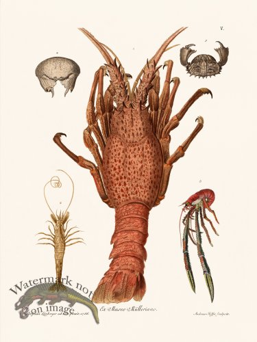 (image for) Knorr Sealife 05