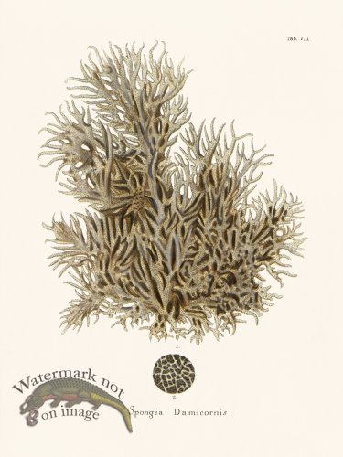 (image for) Esper Coral 007