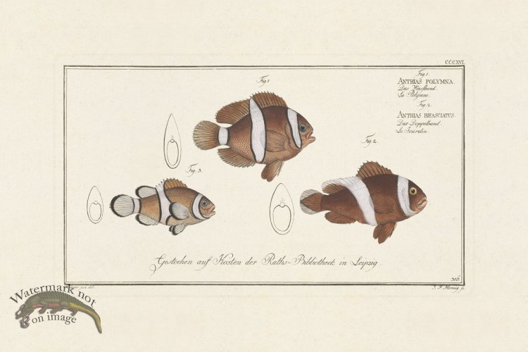 (image for) BLOCH FISH 316