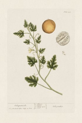 BEE 441 Coloquintida