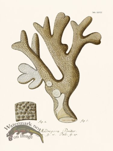 (image for) Esper Coral 027