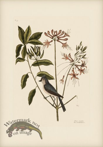 (image for) 057 Crested Titmous