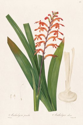 Les Liliacees Redoute 387