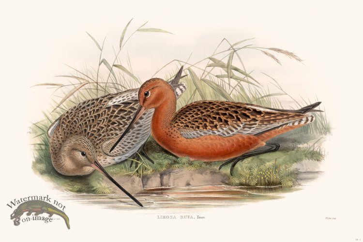 (image for) Gould Shore Bird 006