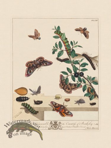 Moses Harris Insects 25