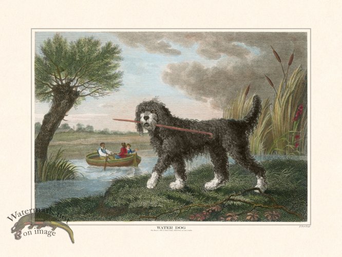 (image for) TSR Water Dog