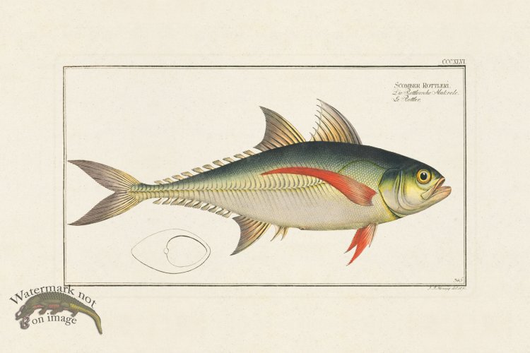 (image for) BLOCH FISH 346