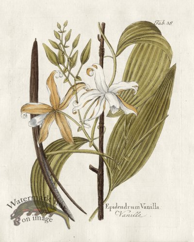 Vanilla Mexicana Mill