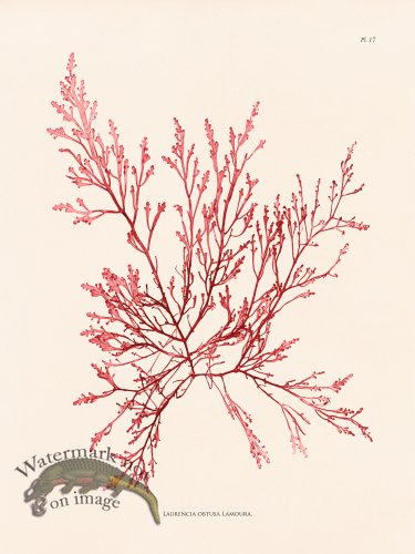 (image for) Oceanie 17