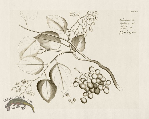 (image for) HORTUS VOL 04 37