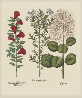 Besler 144 Colored B2