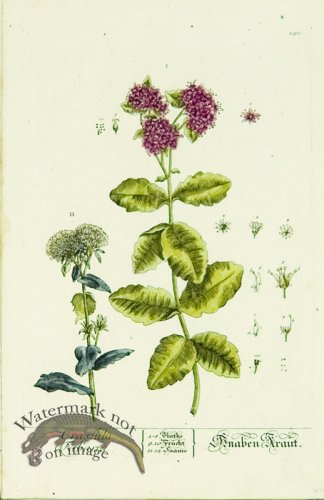 (image for) Blackwell German 215