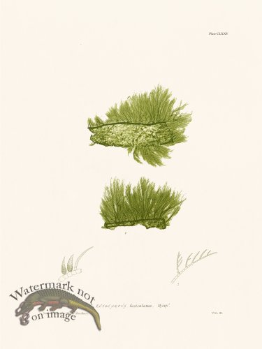 (image for) Bradbury Seaweed 175