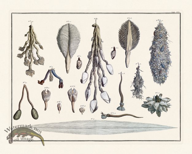 (image for) Seba B2 016 Mussels