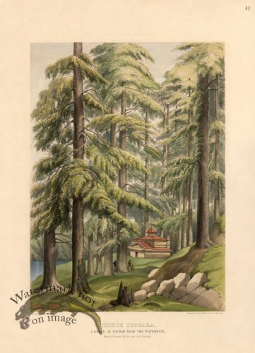 (image for) Cedar Tree