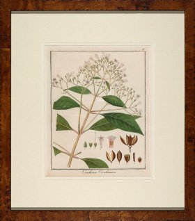 Hayne's Botanical in Burl 07