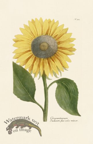 (image for) Weinmann PL 373