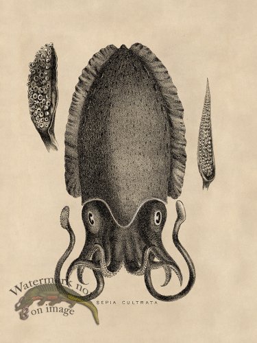 (image for) Octopus Tan 11