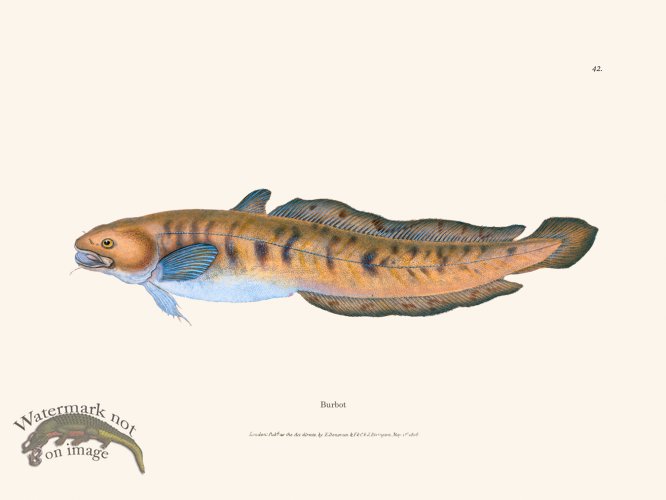 (image for) 042 Burbot