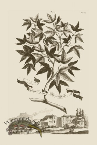 (image for) Abraham Munting 019