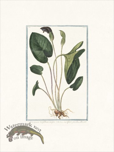 (image for) Bonelli 179 Giaro piccolo