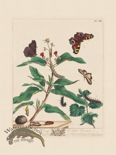 (image for) Moses Harris Insects 08