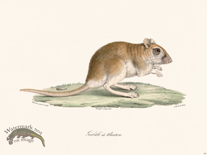 (image for) Cuvier 289 Gerbil Of Burton