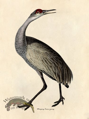 (image for) Whooping Crane Young - Tribute Bd 22
