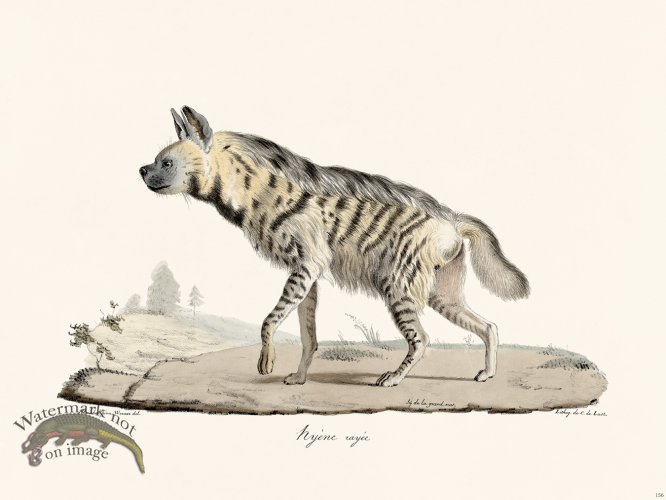 (image for) Cuvier 156 Hyene Rayee