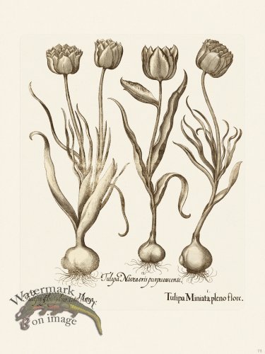 (image for) Besler 075 B1