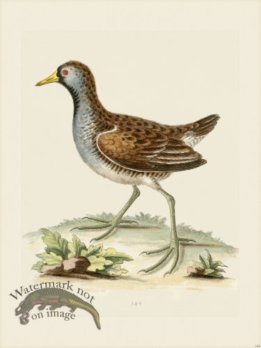 (image for) Edwards 144 little American Water Hen