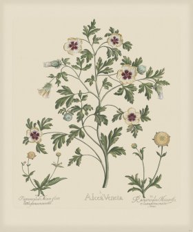 Besler 217 Colored B2