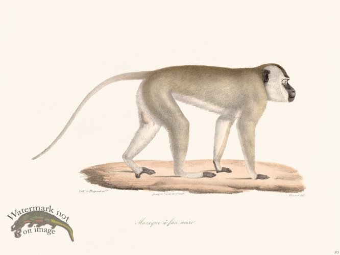 (image for) Cuvier 373 Macaque Black Fece