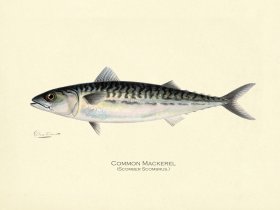 Mackerel - Common Mackerel