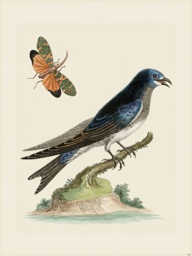 Edwards 120 Grt American Martin