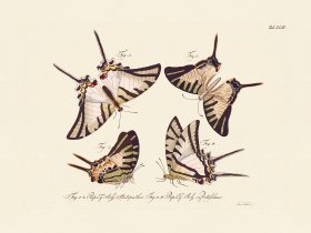 Jablonsky Butterfly 043