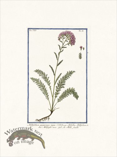 (image for) Bonelli V8 037