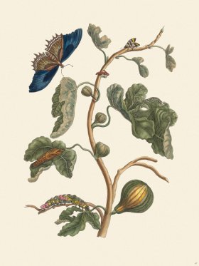 Merian Metamorphosis 67