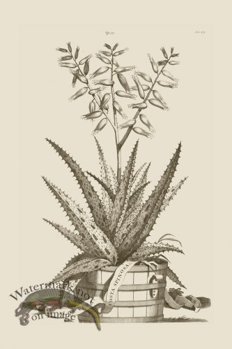 (image for) Abraham Munting 097