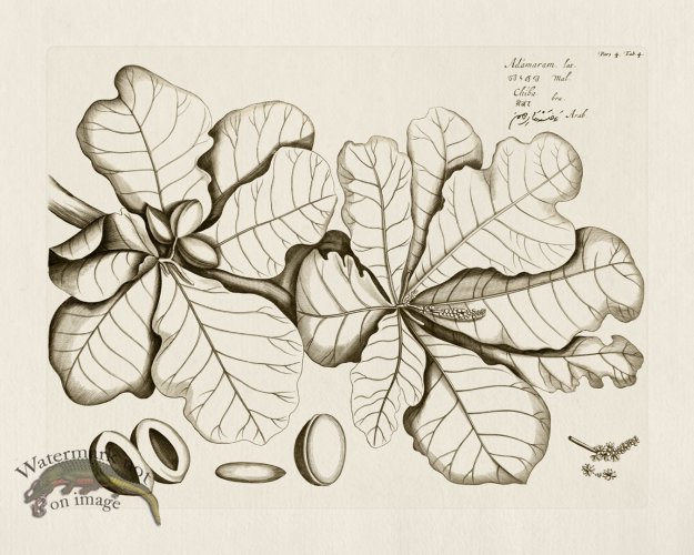 (image for) HORTUS VOL 04 04