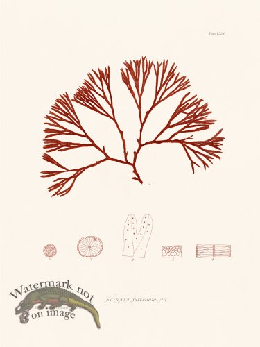 (image for) Bradbury Seaweed 064